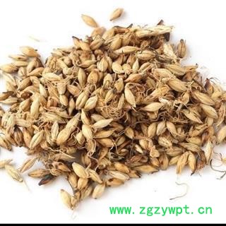 麦芽 炒麦芽   全芽制 无硫 产地 河北省保定市图2