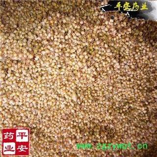 谷芽统货 高含量 颗粒整齐 质地饱满 产地 四川省图2