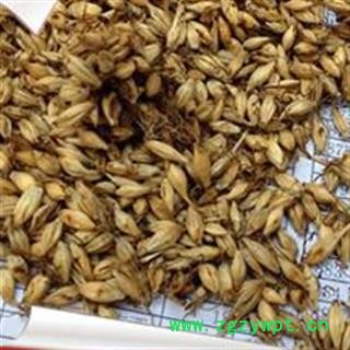 大麦芽 炒大麦芽，炒麦芽，焦麦芽，统货 产地 河南省图4