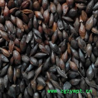 精品焦麦芽选货 质量好 价格低 产地 山东省图2