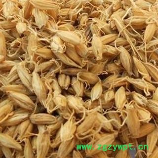 麦芽 生麦芽统货 全芽 产地 山东省菏泽市图2