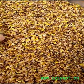 腊梅花 选 产地 江苏省扬州市广陵区图4