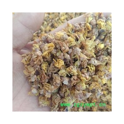 腊梅花 选 产地 江苏省扬州市广陵区