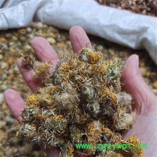 京辉药业 旋复花 正品 干净无杂图2