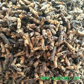 京辉药业 蝼蛄 拉拉蛄 扒扒狗  土狗子图2