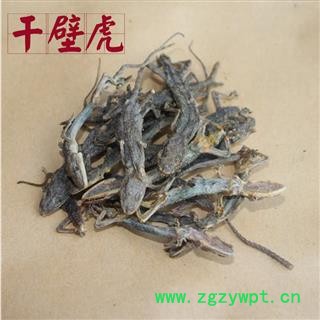 天龙  守宫 选 产地 河南省  国产正品天龙  原条图2