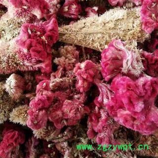 精品鸡冠花选货 新货颜色好 质量好 价格低 产地直销  产地 山东省图2