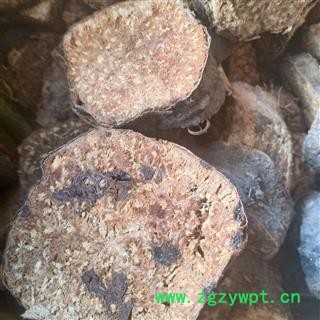 安祁名药阿魏  草阿魏  五彩阿魏图3