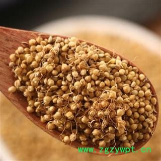 生谷芽 秦岭优质农家谷芽 炒谷芽 泉水泡发 手工分拣干净500g图2