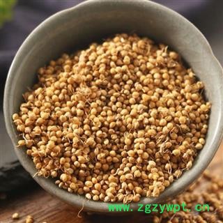 生谷芽 秦岭优质农家谷芽 炒谷芽 泉水泡发 手工分拣干净500g图3