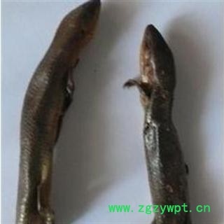 石龙子 统 产地 广西壮族自治区钦州市市辖区图2