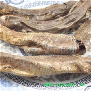 石龙子 统 产地 广西壮族自治区钦州市市辖区图3