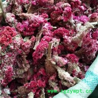 鸡冠花 统货 产地 山东省图2