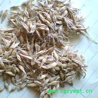 大麦芽，麦芽， 统， 产地 河南省禹州市图2