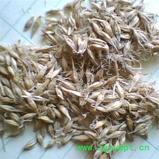 大麦芽，麦芽， 统， 产地 河南省禹州市图3