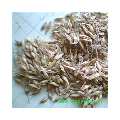 大麦芽，麦芽， 统， 产地 河南省禹州市