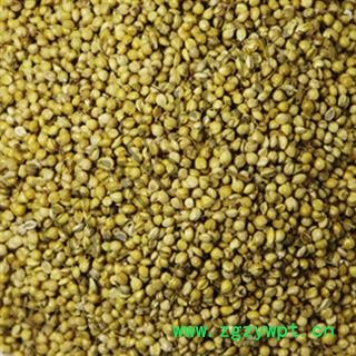 安祁名药谷芽 稻芽 芽多正品统 产地 四川省图2