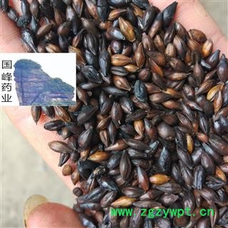 麦芽 焦麦芽 低价销售 正品 全干 无虫蛀 国峰药业 重在品质 产地 山东省图2