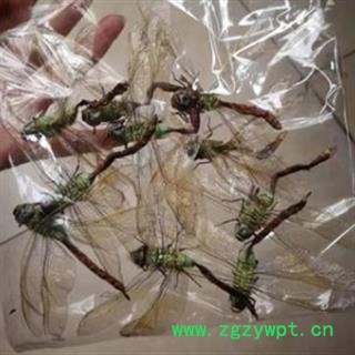 京辉药业 绿头蜻蜓 大个完整实物拍照今年新货图3