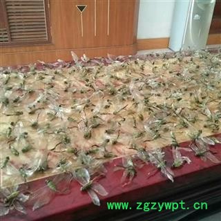 京辉药业 绿头蜻蜓 大个完整实物拍照今年新货图2