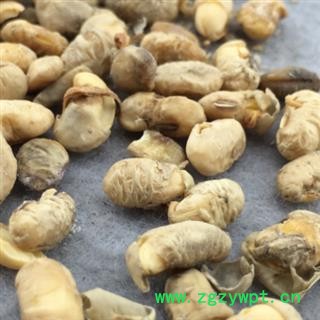 大豆黄卷 大豆黄卷统货 产地 河北省图2