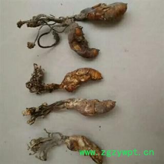 蝉壳 蝉壳   金蝉花 统 产地 安徽省宣城市郎溪县图2