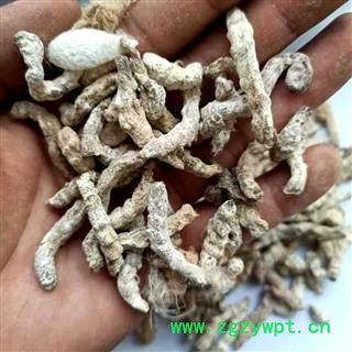 产地直销 僵蚕 炒僵蚕【广生堂中药材】批发零售中药材僵蚕500g大货批发图4