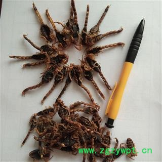 京辉药业 全蝎 全虫 蝎子 纯清水 纯干货图2
