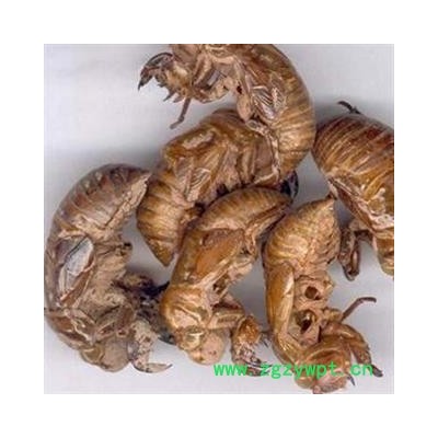 蝉蜕 统 产地 山东省