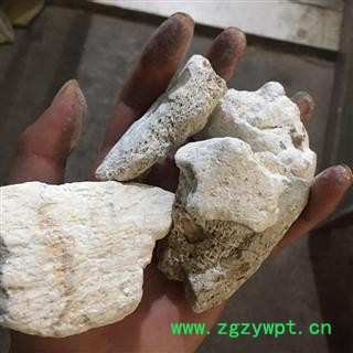 选装好龙骨 纯正品 吸舌龙骨大块 另有煅龙骨 产地直销 实物图 批发各类中药材 冷背货 矿石等 产地 内蒙古自治区图3