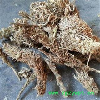 正品冷备中药材 糠谷老 （菌） 看谷老 老谷穗 粟白发 老枪谷 谷子白发图2