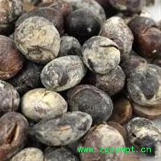 淡豆豉 统 产地 河北省安国市场批发零售大全图2