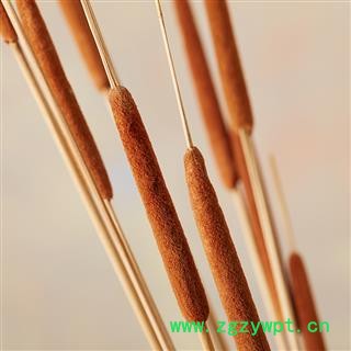 煜庭药业 香蒲 蒲草 蒲棒 水蜡烛 返现进行中图4