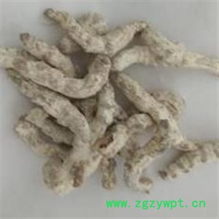 僵蚕 统 产地 山东省图2