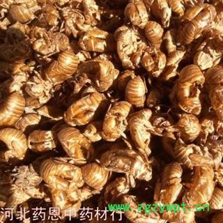 蝉蜕 水洗 产地 河北省保定市安国市 库存 3500公斤可售