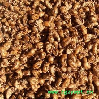 蝉蜕 水洗 产地 河北省保定市安国市 库存 3500公斤可售图2