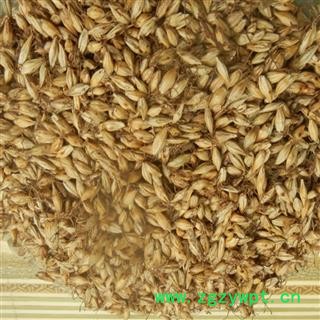 煜庭药业 麦芽 炒麦芽 焦麦芽图2