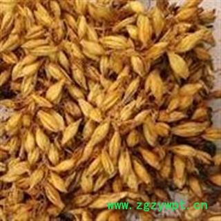 炒麦芽 炒麦芽选货 个个有芽 不掺大麦 实物图 产地直销 供应大货 产地 山东省图2
