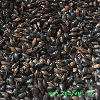 麦芽 焦麦芽 好统货 产地直销 供应各种中药材 产地 山东省图2