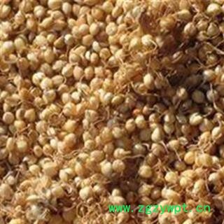 谷芽 生谷芽统货 产地 山东省 芽多 新货 产地直销 供应各种中药材 花果茶冷背货 矿石等图3