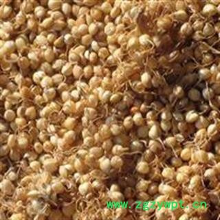 谷芽 生谷芽统货 产地 山东省 芽多 新货 产地直销 供应各种中药材 花果茶冷背货 矿石等图2