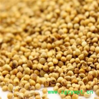 谷芽 谷芽统货 产地 河北省图2