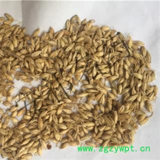 安祁名药麦芽 统 产地 河北省图2