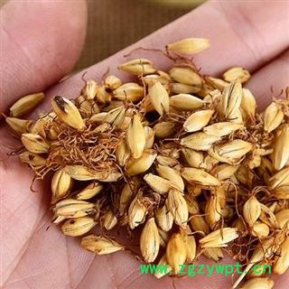 炒麦芽 秦岭优质野生新货 焦麦芽 熟大麦芽茶500g图3