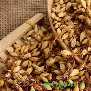 炒麦芽 秦岭优质野生新货 焦麦芽 熟大麦芽茶500g图4