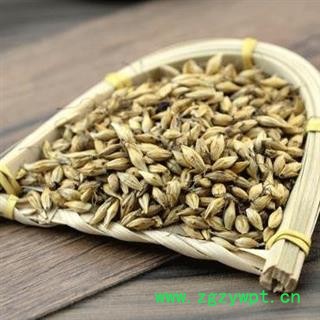 炒麦芽 秦岭优质野生新货 焦麦芽 熟大麦芽茶500g图2