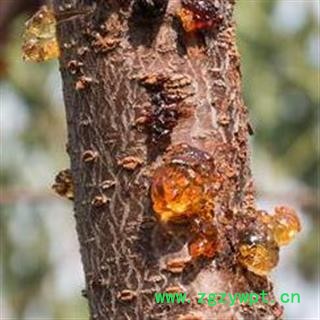 【10送1】秦岭桃胶 天然桃胶 可配拉丝雪燕 拉丝燕窝 皂角米 山民自摘干净500g图3