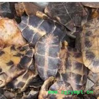 龟板 统 产地 江苏省图3