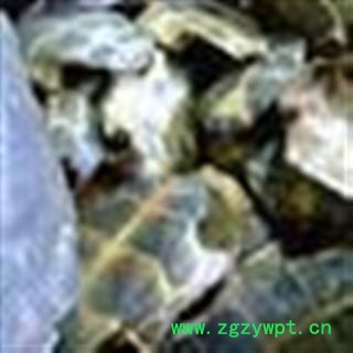 龟板 统 产地 江苏省图2