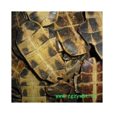 龟板 统 产地 江苏省